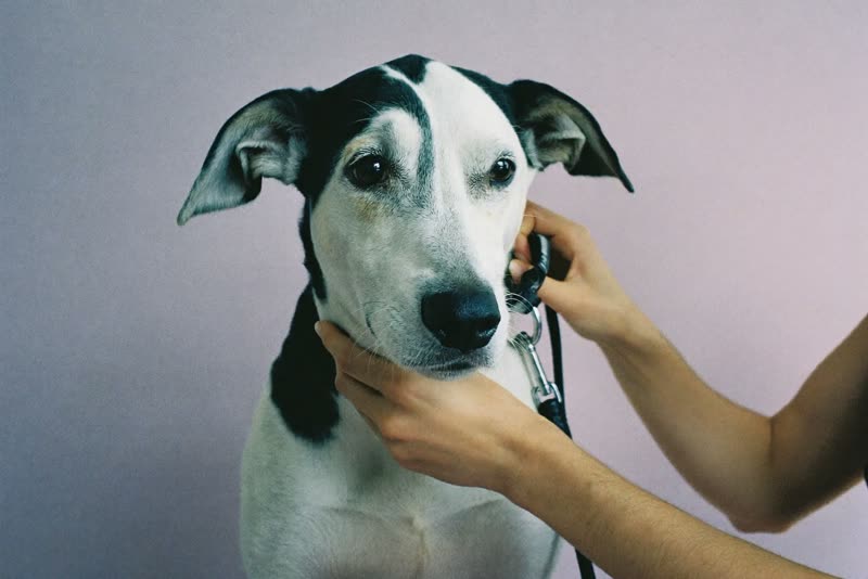 Hands clipping a lead onto a dog's collar