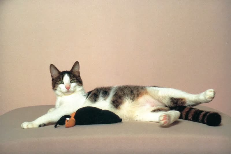A relaxed cat beside a cushion and a toy