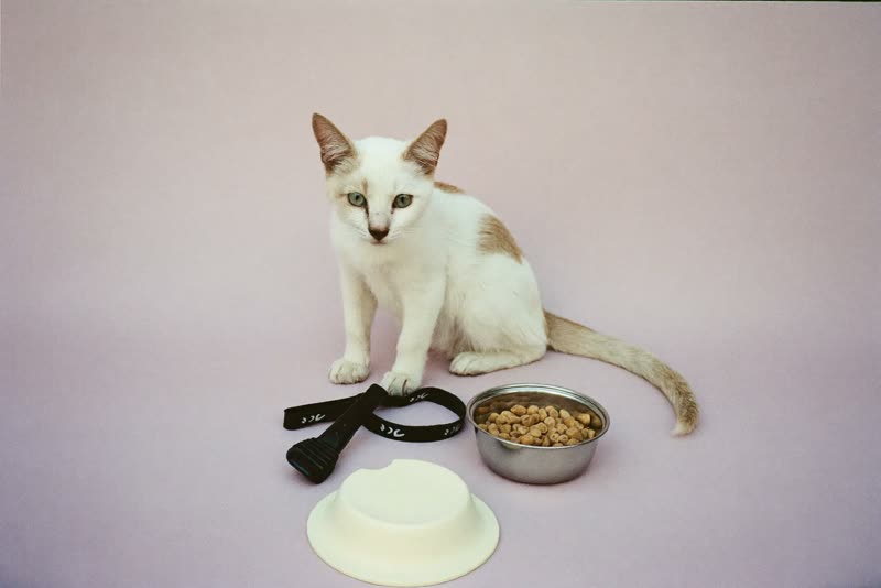 Pet bowls and a folded lead