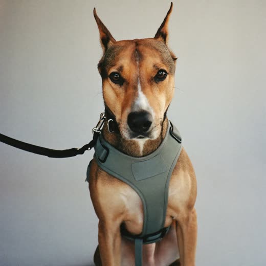 A dog in a harness and lead, ready for a walk