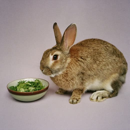 A rabbit beside a small bowl of fresh greens