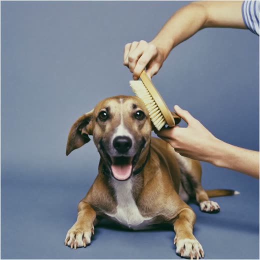 Hands brushing a dog's coat
